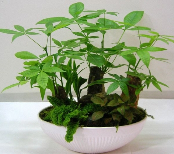 小發(fā)財(cái)樹盆栽